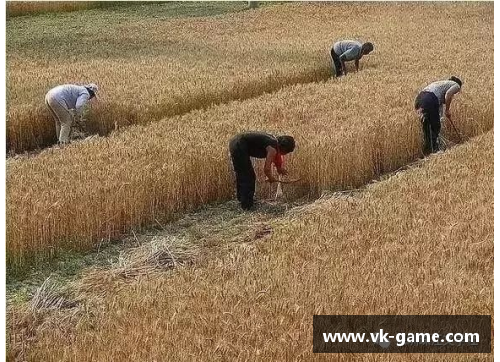 割麦子球员:农耕艺术与集体劳动的结合 割麦子球员:农耕艺术与集体劳动的结合